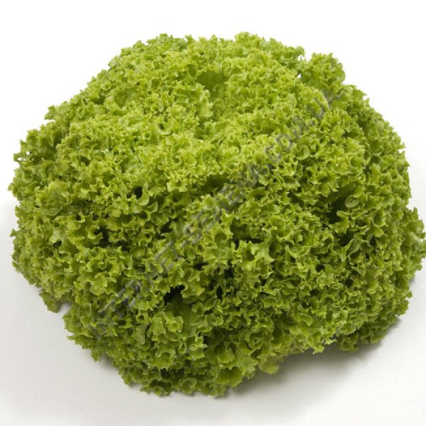 Семена салата Алеппо /1.000 семян драже/ *Rijk Zwaan*