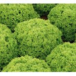 Салат Алеппо /5.000 семян драже/ *Rijk Zwaan*