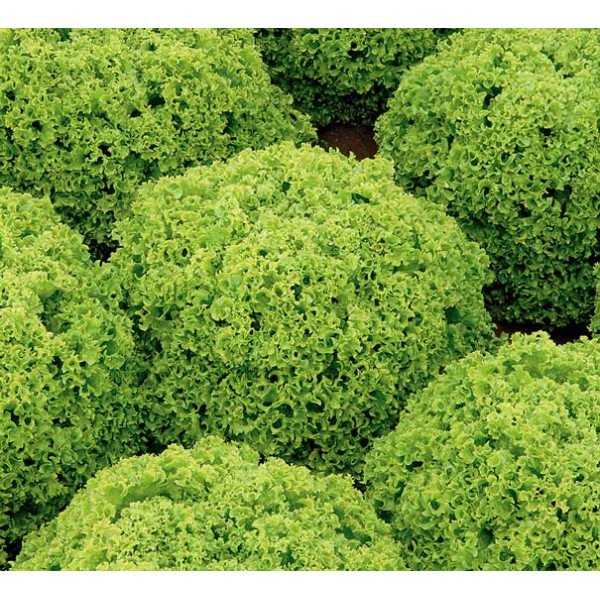 Семена салата Алеппо /5.000 семян драже/ *Rijk Zwaan*