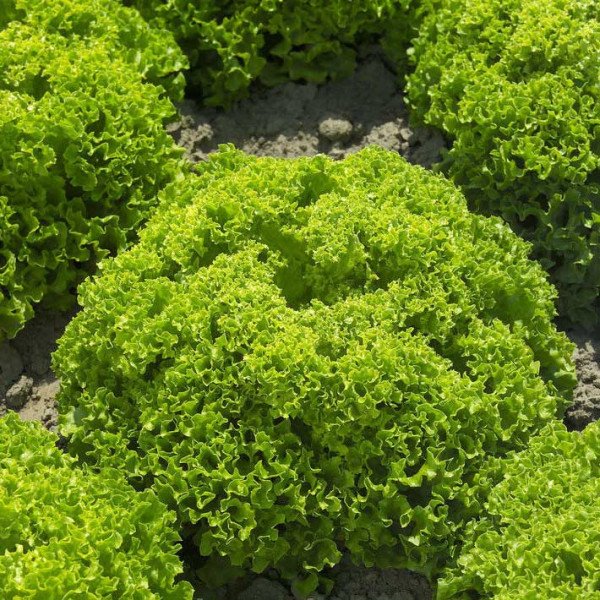 Насіння салату Лоренцо /1.000 насінин драже/ *Rijk Zwaan*