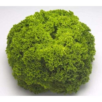 Салат Лоренцо /5.000 семян драже/ *Rijk Zwaan*