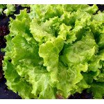 Салат Афіціон /5 г/ *Rijk Zwaan*