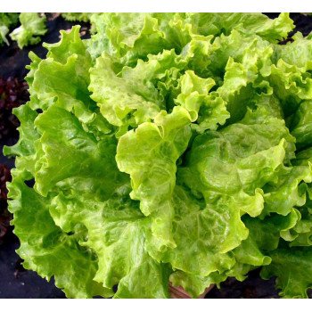 Салат Афицион /5 г/ *Rijk Zwaan*