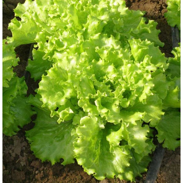 Насіння салату Імеджинейшн /1.000 насінин драже/ *Rijk Zwaan*