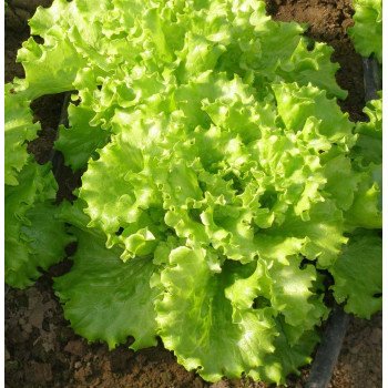 Салат Имеджинейшн /5.000 семян драже/ *Rijk Zwaan*