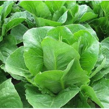 Салат Викторинус /5.000 семян драже/ *Rijk Zwaan*