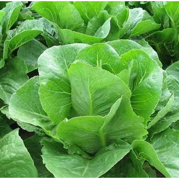 Насіння салату Вікторінус /5.000 насінин драже/ *Rijk Zwaan*