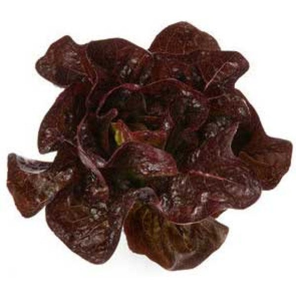 Насіння салату Галатея /5.000 насінин драже/ *Rijk Zwaan*