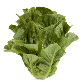 Салат Квинтус /5.000 семян драже/ *Rijk Zwaan*