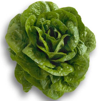 Салат Клаудиус /1.000 семян драже/ *Rijk Zwaan*