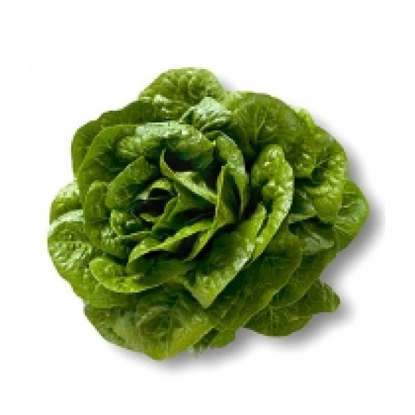 Насіння салату Октавіус /1.000 насінин драже/ *Rijk Zwaan*