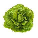 Салат Октавіус /5.000 насінин драже/ *Rijk Zwaan*