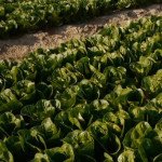 Салат Рафаел /1.000 насінин драже/ *Rijk Zwaan*