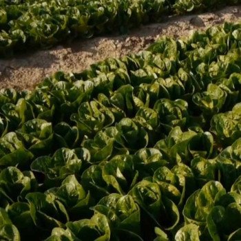 Салат Рафаел /1.000 семян драже/ *Rijk Zwaan*