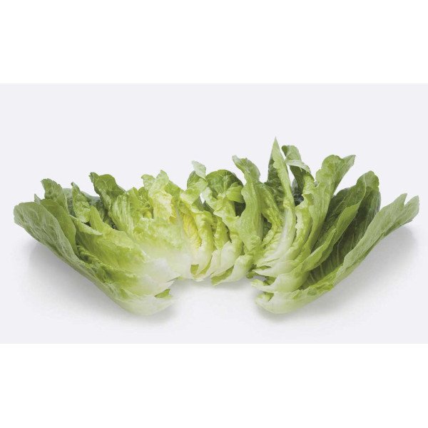 Семена салата Рафаел /1.000 семян драже/ *Rijk Zwaan*