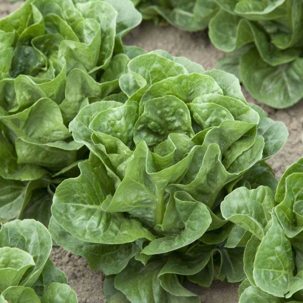 Насіння салату Рафаел /5.000 насінин драже/ *Rijk Zwaan*
