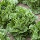 Насіння салату Рафаел /5.000 насінин драже/ *Rijk Zwaan*
