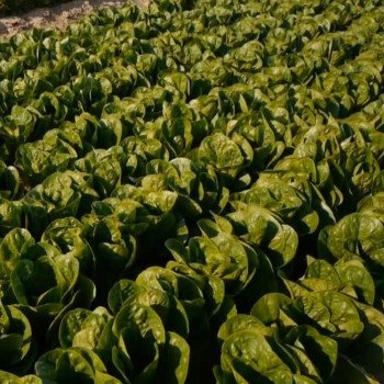 Салат Рафаел /5.000 семян драже/ *Rijk Zwaan*