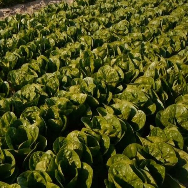 Насіння салату Рафаел /5.000 насінин драже/ *Rijk Zwaan*