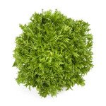 Салат Корби /1.000 семян драже/ *Rijk Zwaan*