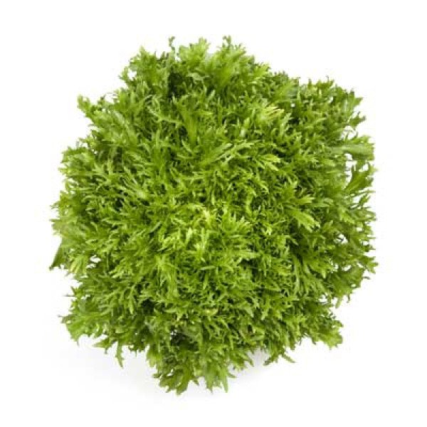 Семена салата Корби /1.000 семян драже/ *Rijk Zwaan*