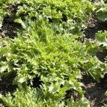 Салат Корби /5.000 семян драже/ *Rijk Zwaan*