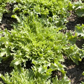 Салат Корби /5.000 семян драже/ *Rijk Zwaan*