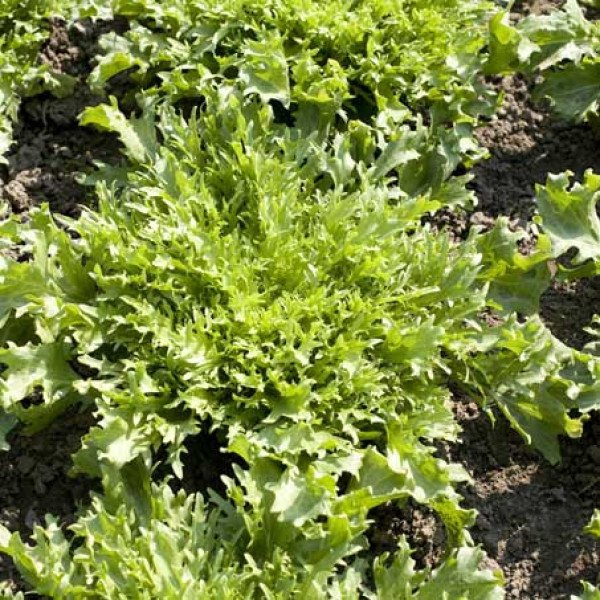 Семена салата Корби /5.000 семян драже/ *Rijk Zwaan*