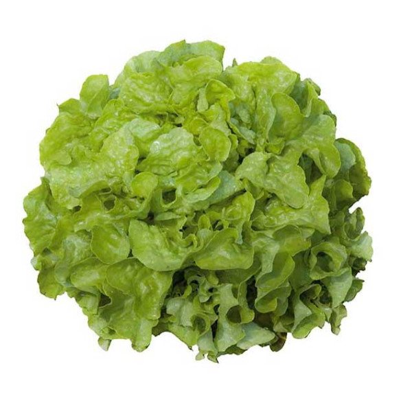 Насіння салату Кітаре /1.000 насінин драже/ *Rijk Zwaan*