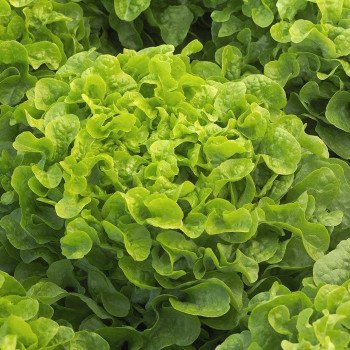 Салат Китаре /5.000 семян драже/ *Rijk Zwaan*