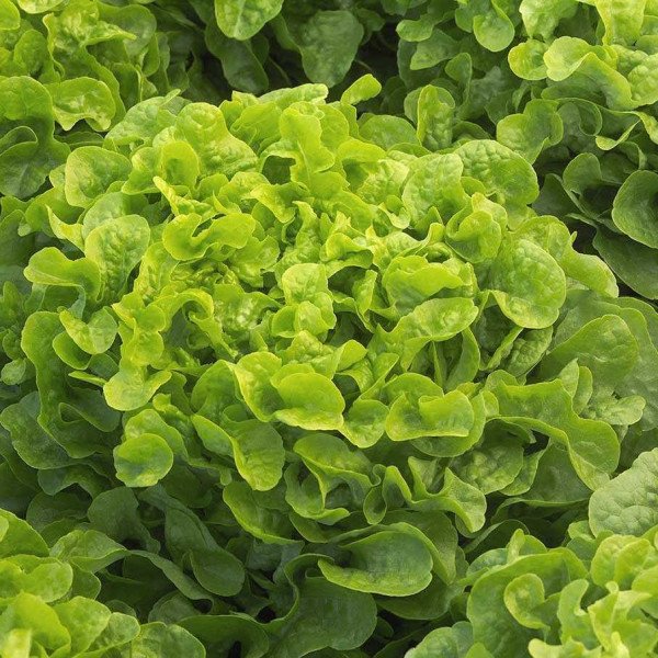 Насіння салату Кітаре /5.000 насінин драже/ *Rijk Zwaan*