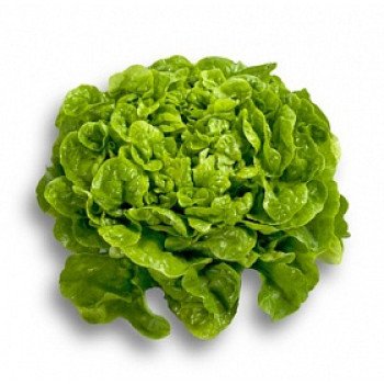 Салат Китония /1.000 семян драже/ *Rijk Zwaan*