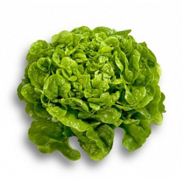 Насіння салату Кітонія /1.000 насінин драже/ *Rijk Zwaan*