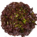 Салат Мурай /5.000 семян драже/ *Rijk Zwaan*