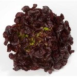 Салат Руксай /1.000 насінин драже/ *Rijk Zwaan*