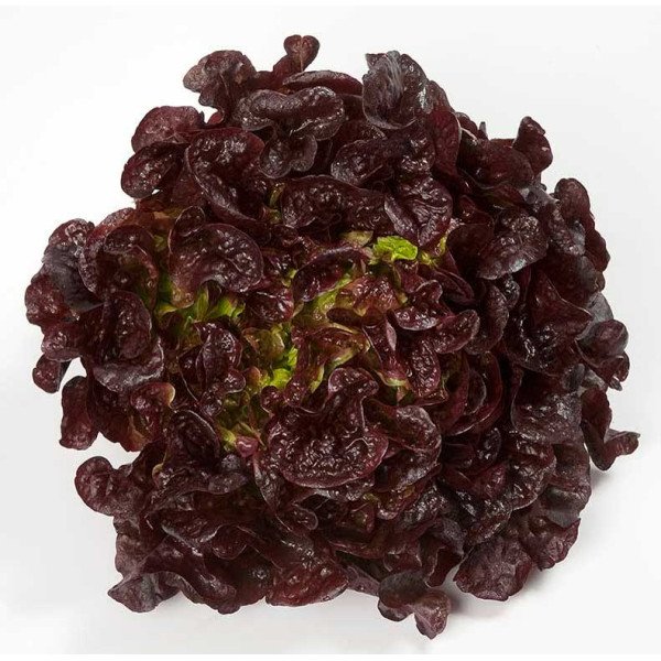 Семена салата Руксай /5.000 семян драже/ *Rijk Zwaan*