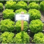 Салат Эксплор /1.000 семян драже/ *Rijk Zwaan*