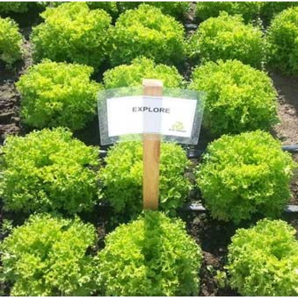 Насіння салату Експлор /1.000 насінин драже/ *Rijk Zwaan*