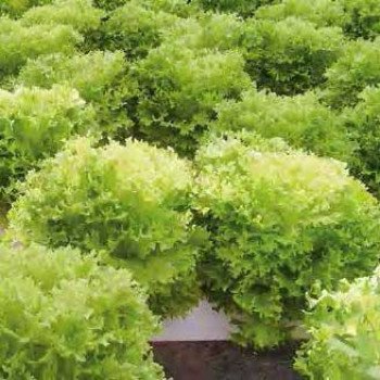 Салат Экзакт /1.000 семян драже/ *Rijk Zwaan*