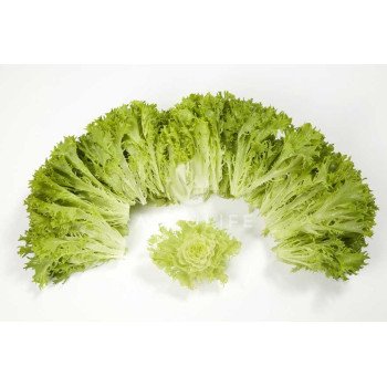 Салат Экзакт /5.000 семян драже/ *Rijk Zwaan*