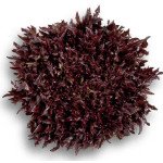 Салат Винтекс /1.000 семян драже/ *Rijk Zwaan*