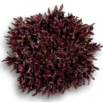 Салат Винтекс /5.000 семян драже/ *Rijk Zwaan*