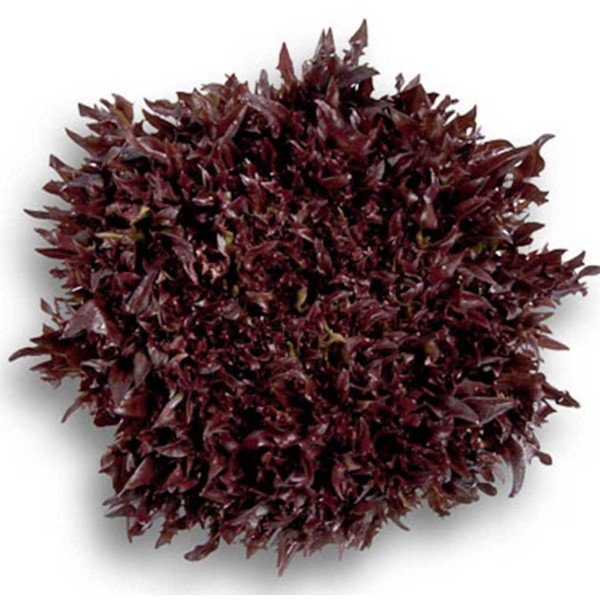 Насіння салату Вінтекс /5.000 насінин драже/ *Rijk Zwaan*