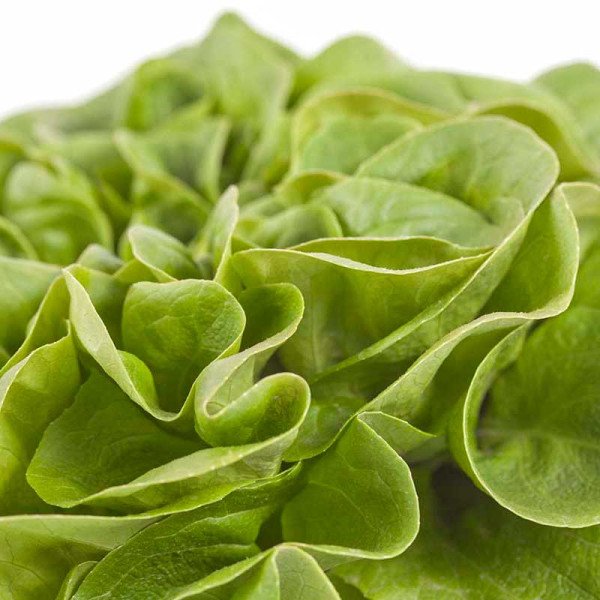 Семена салата Аквино /1.000 семян драже/ *Rijk Zwaan*