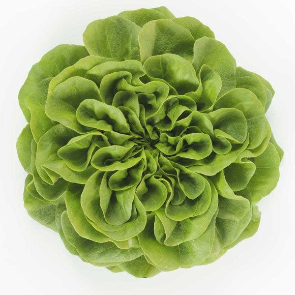 Семена салата Аквино /5.000 семян драже/ *Rijk Zwaan*