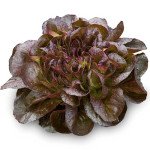 Салат Гоген /1.000 насінин драже/ *Rijk Zwaan*