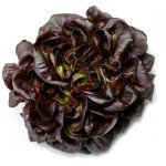 Салат Гоген /5.000 семян драже/ *Rijk Zwaan*