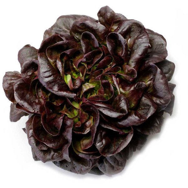 Насіння салату Гоген /5.000 насінин драже/ *Rijk Zwaan*