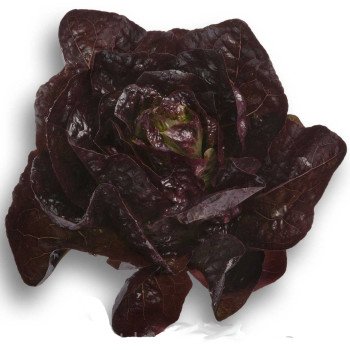 Салат Kли /1.000 семян драже/ *Rijk Zwaan*