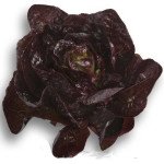 Салат Kли /5.000 семян драже/ *Rijk Zwaan*